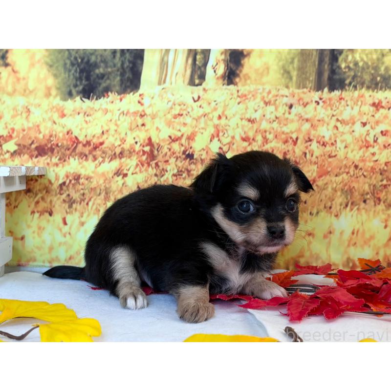 販売中の秋田県のチワワ(ロングコート)-425806の5枚目