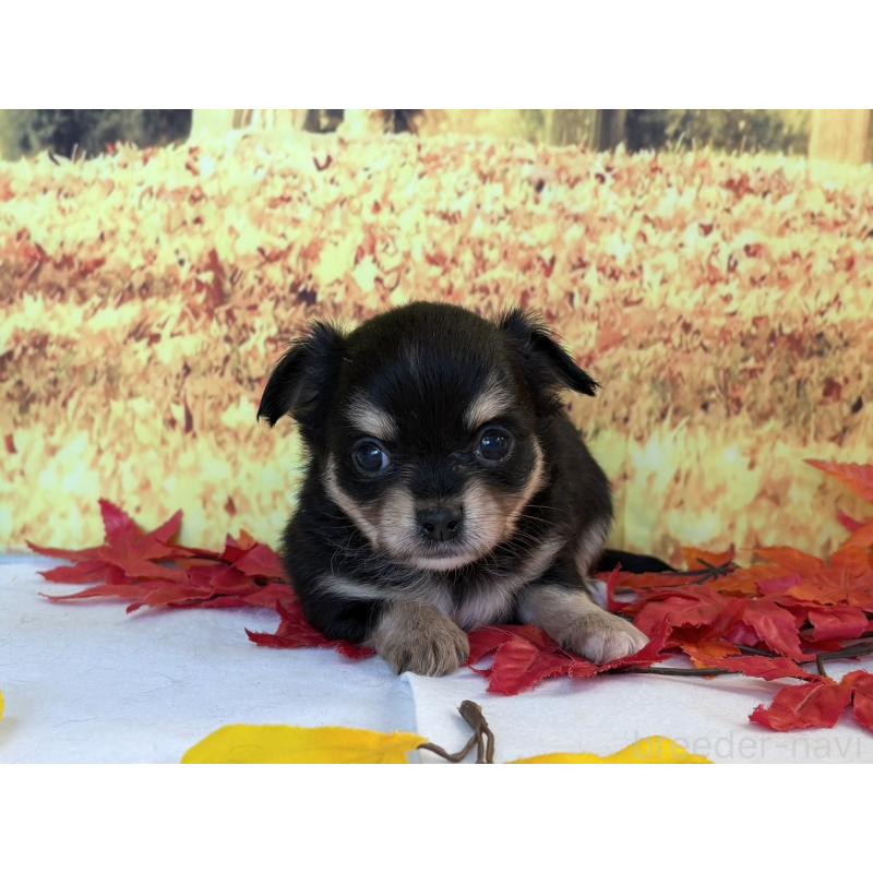 販売中の秋田県のチワワ(ロングコート)-425806の4枚目