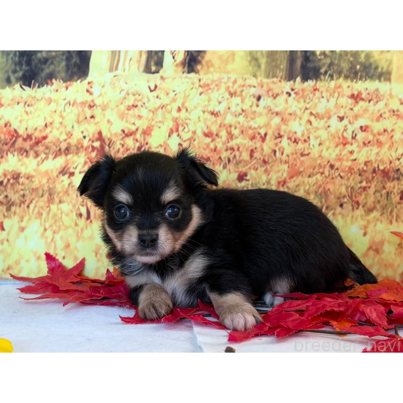 販売中の秋田県のチワワ(ロングコート)-425806の3枚目