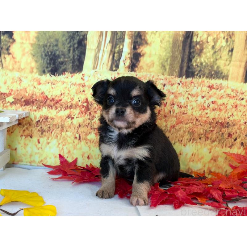 販売中の秋田県のチワワ(ロングコート)-425806の2枚目