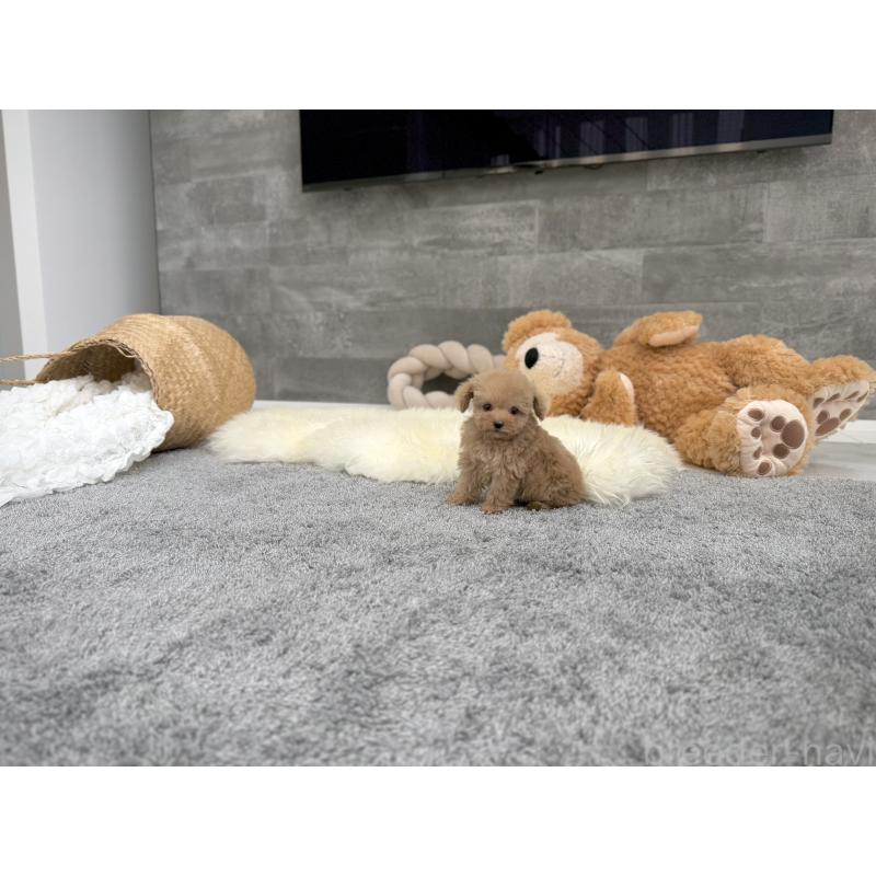 販売中の滋賀県のティーカッププードル-425809の6枚目