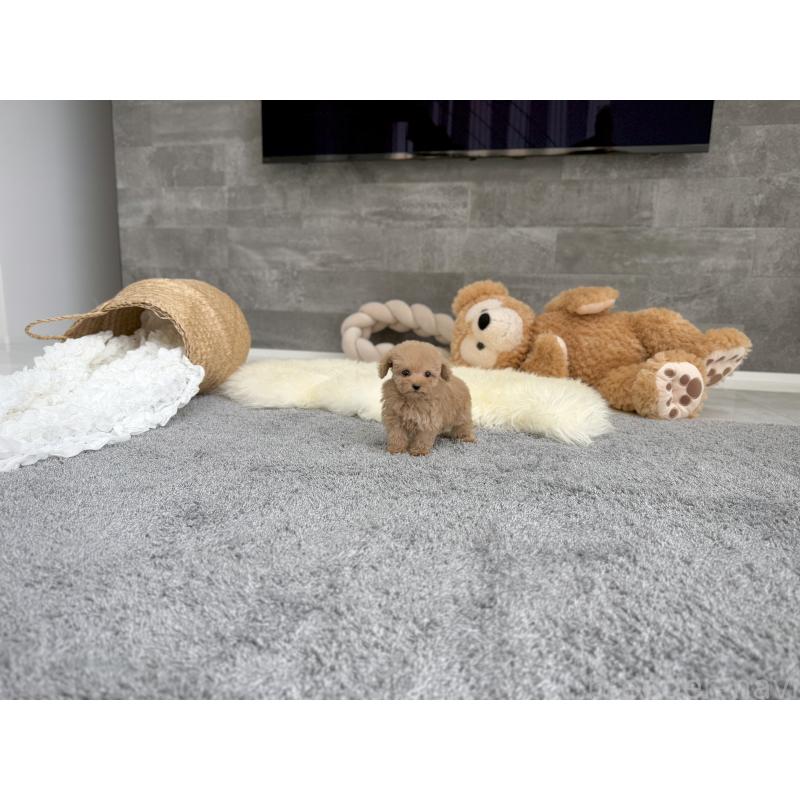 販売中の滋賀県のティーカッププードル-425809の5枚目