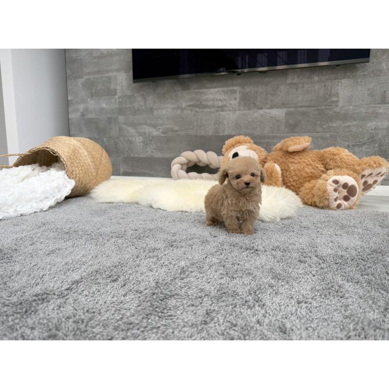 販売中の滋賀県のティーカッププードル-425809の4枚目