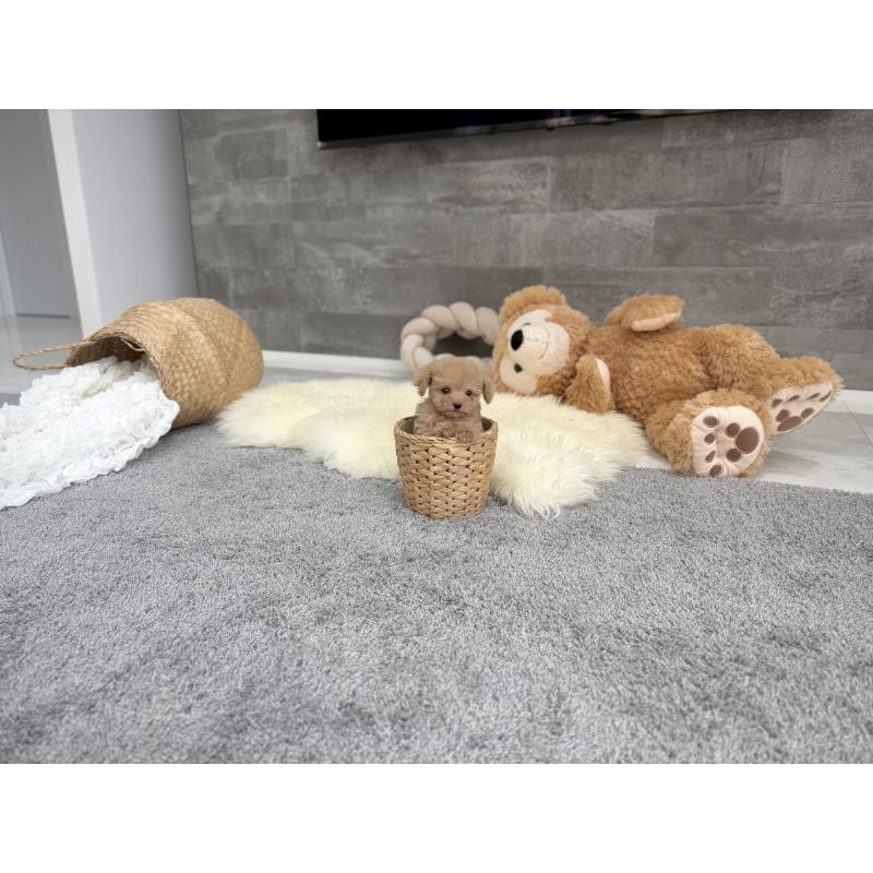 販売中の滋賀県のティーカッププードル-425809の3枚目