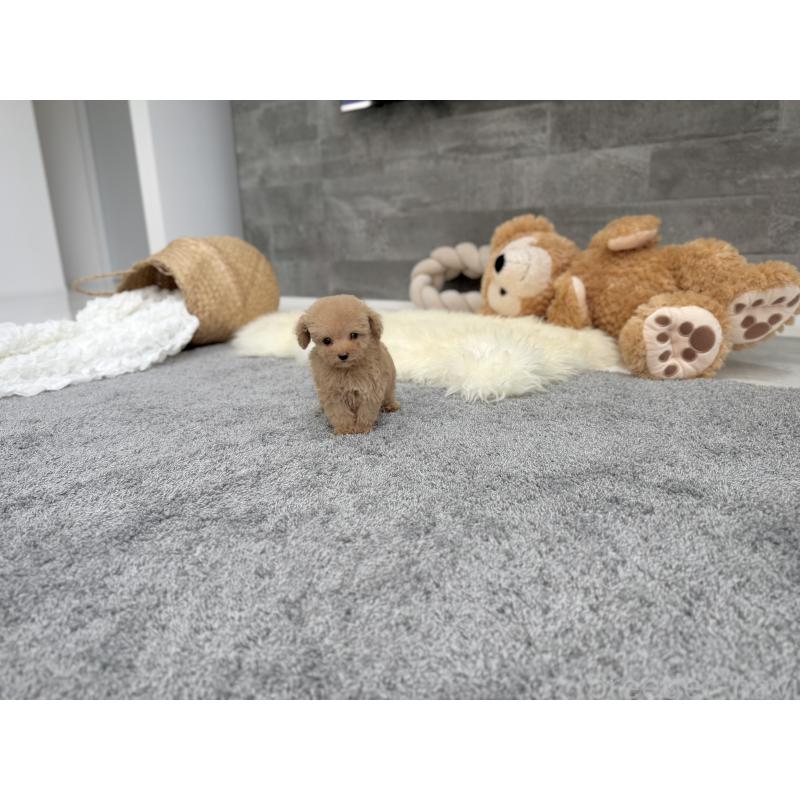 販売中の滋賀県のティーカッププードル-425809の2枚目