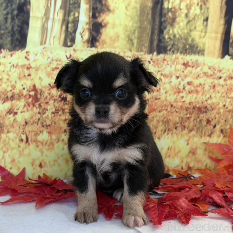 販売中の秋田県のチワワ(ロングコート)-425806の1枚目