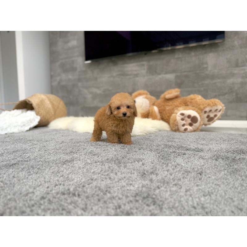 販売中の滋賀県のティーカッププードル-425815の6枚目