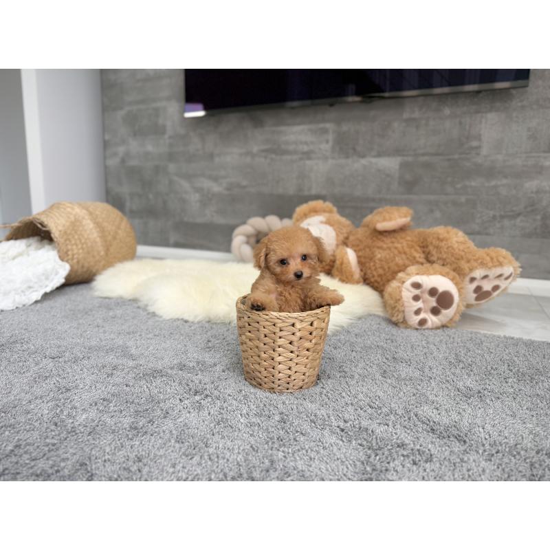 販売中の滋賀県のティーカッププードル-425815の5枚目