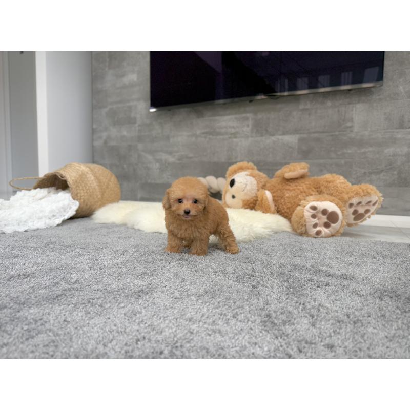 販売中の滋賀県のティーカッププードル-425815の4枚目