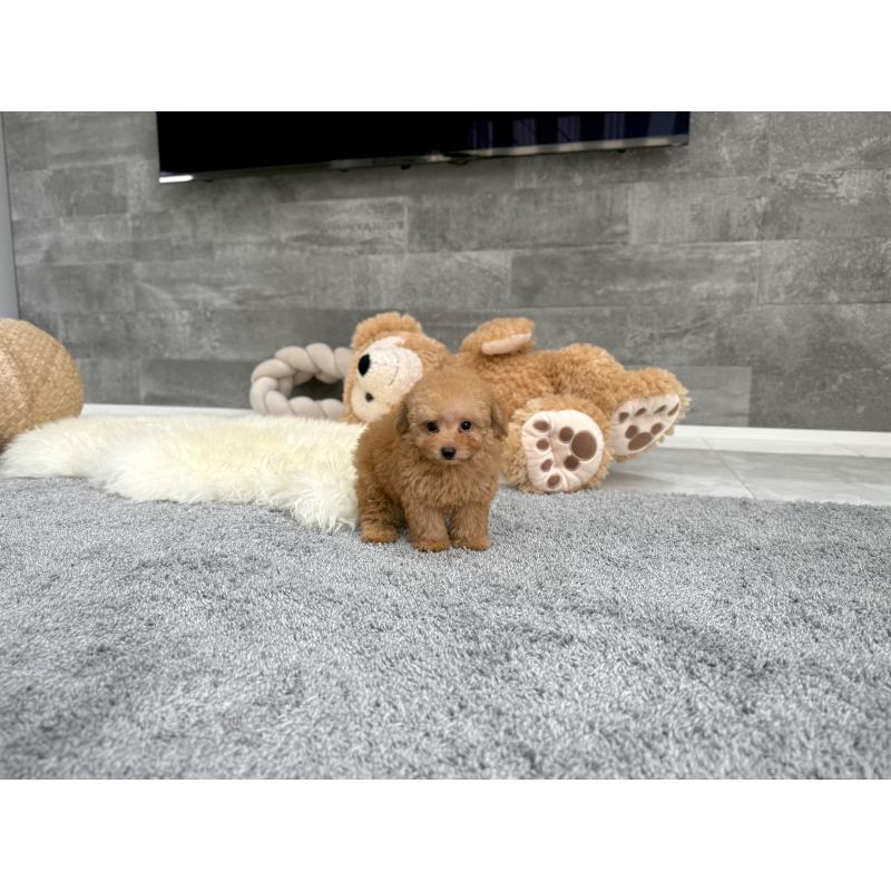 販売中の滋賀県のティーカッププードル-425815の3枚目