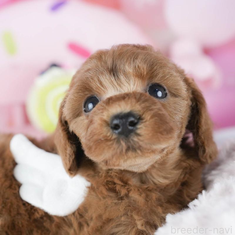 販売中ののトイプードル-425816