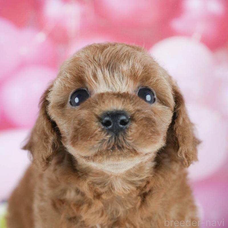 販売中の茨城県のトイプードル-425816の8枚目