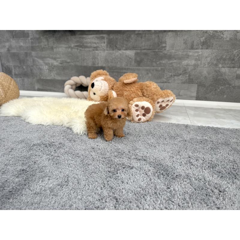 販売中の滋賀県のティーカッププードル-425815の2枚目