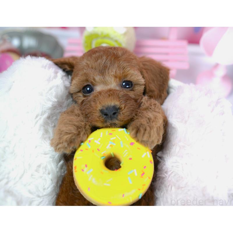 販売中の茨城県のトイプードル-425816の7枚目