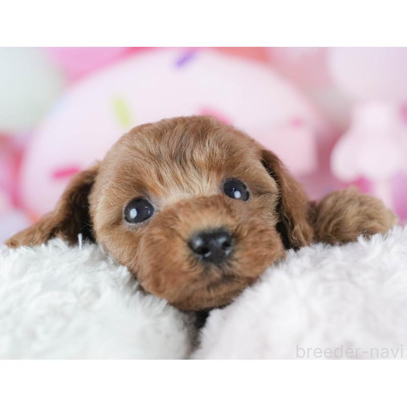 販売中の茨城県のトイプードル-425816の6枚目