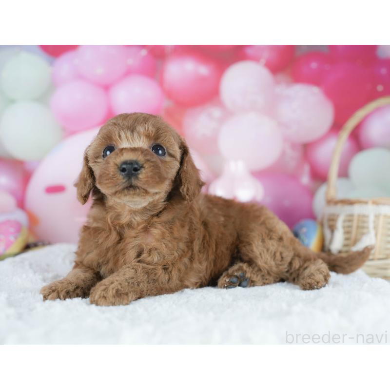 販売中の茨城県のトイプードル-425816の5枚目