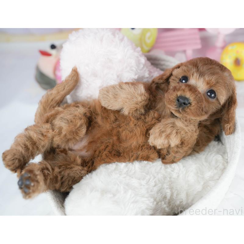 販売中の茨城県のトイプードル-425816の4枚目