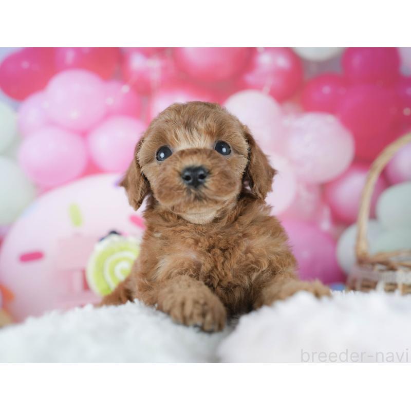 販売中の茨城県のトイプードル-425816の3枚目