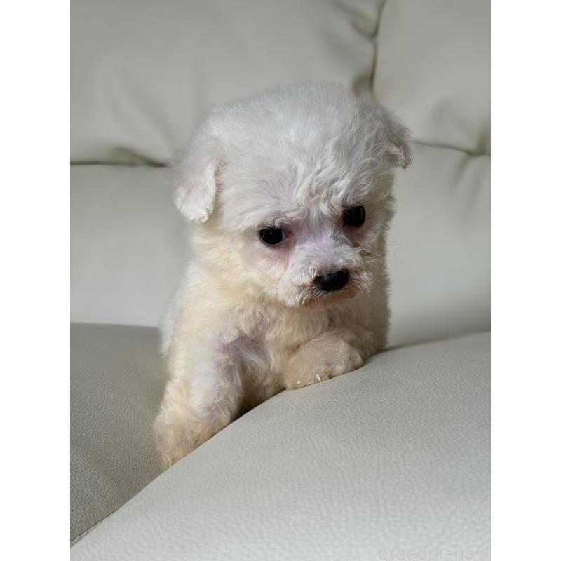 販売中の滋賀県のビションフリーゼ-425821の9枚目