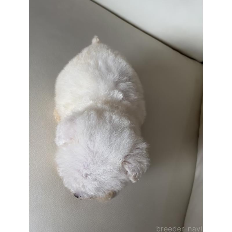 販売中の滋賀県のビションフリーゼ-425821の8枚目