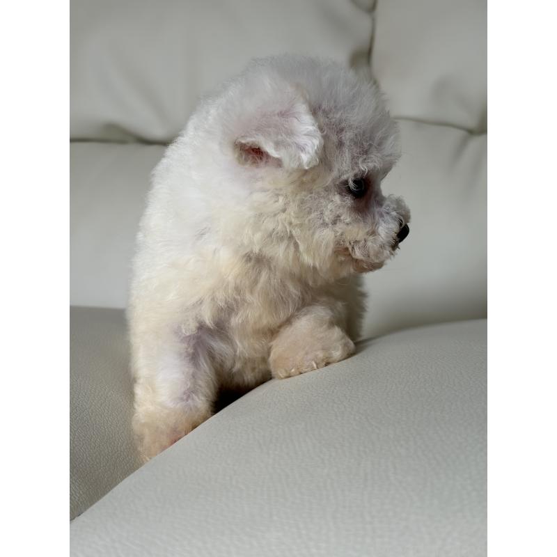 販売中の滋賀県のビションフリーゼ-425821の7枚目