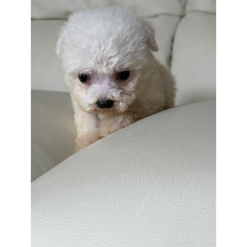 販売中の滋賀県のビションフリーゼ-425821の6枚目