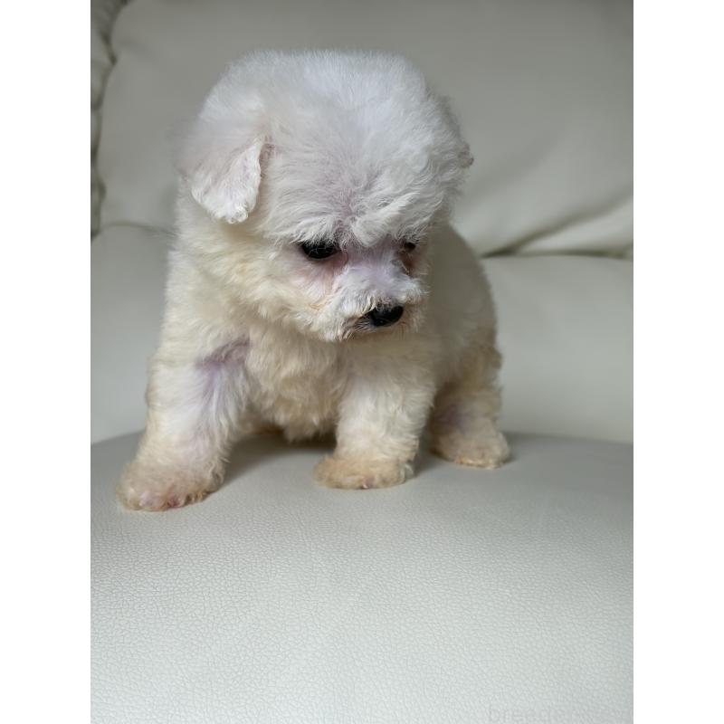 販売中の滋賀県のビションフリーゼ-425821の5枚目