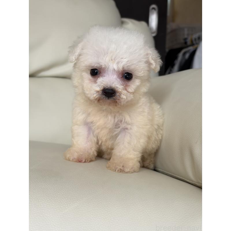 販売中の滋賀県のビションフリーゼ-425821の4枚目