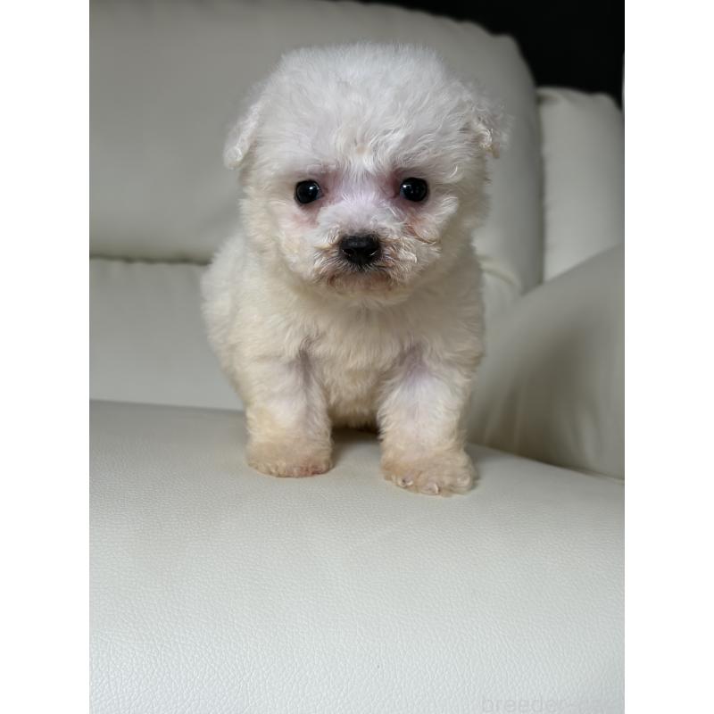 販売中の滋賀県のビションフリーゼ-425821の3枚目