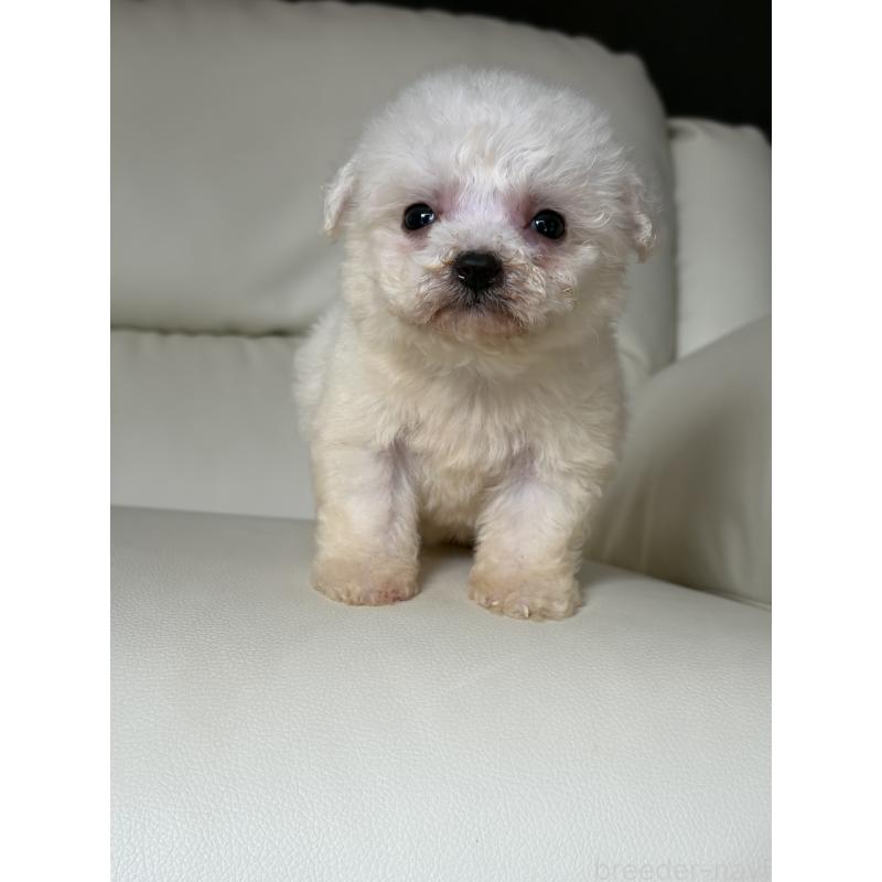 販売中の滋賀県のビションフリーゼ-425821の2枚目