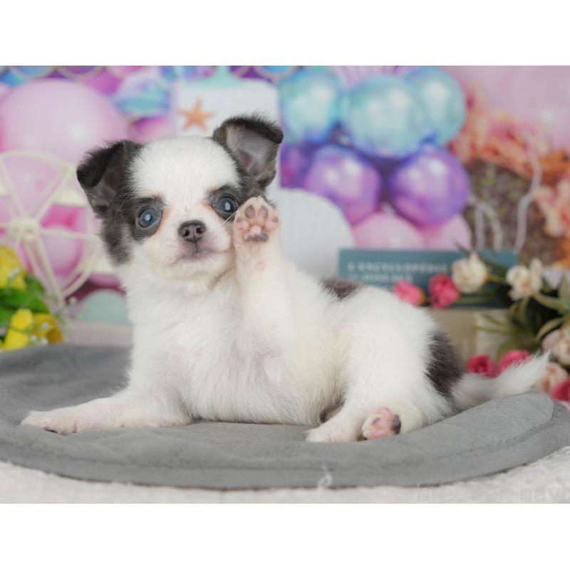 販売中の茨城県のチワワ(ロングコート)-425823の8枚目