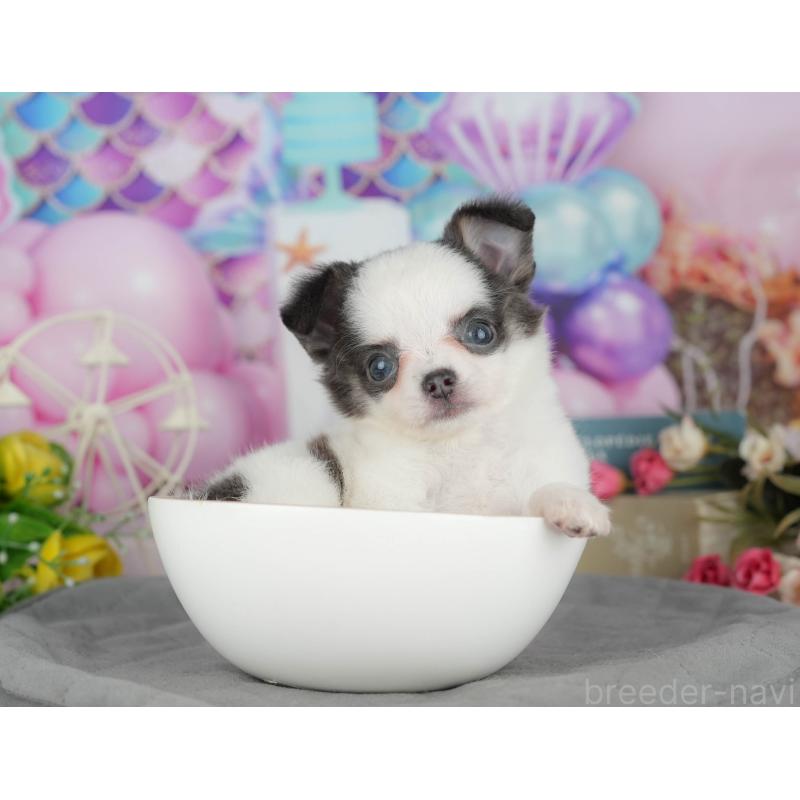 販売中の茨城県のチワワ(ロングコート)-425823の7枚目