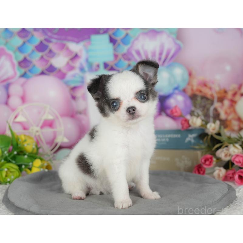 販売中の茨城県のチワワ(ロングコート)-425823の6枚目