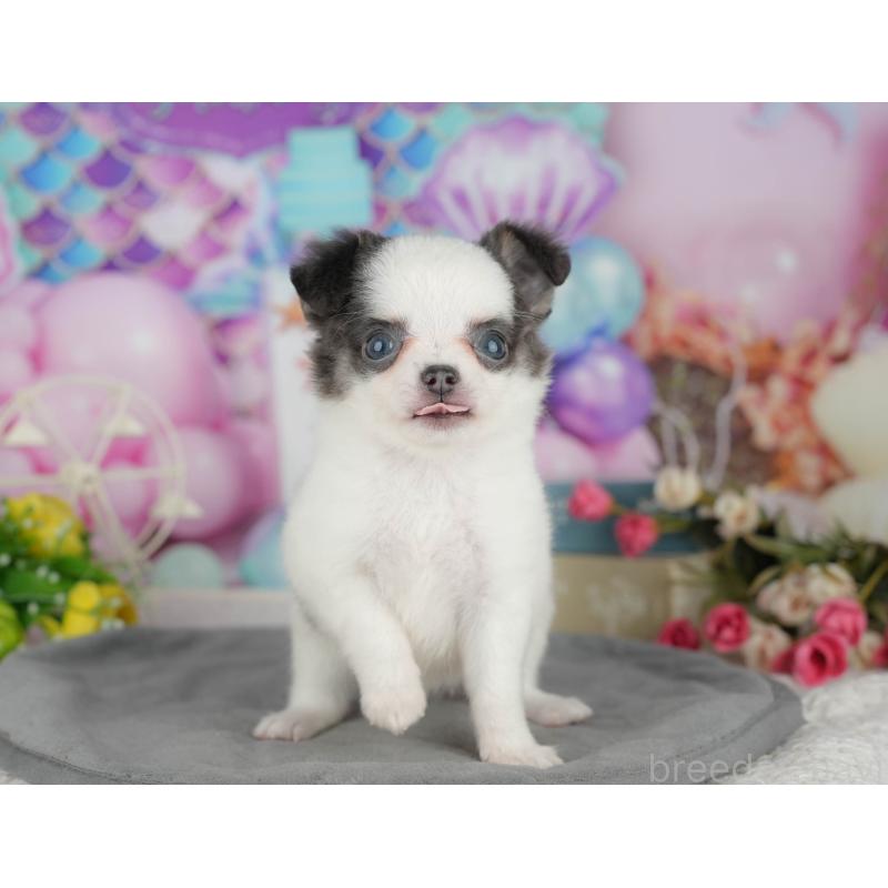 販売中の茨城県のチワワ(ロングコート)-425823の5枚目