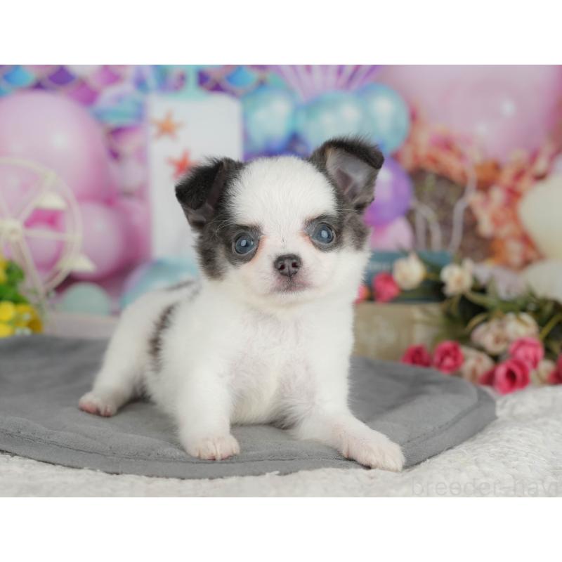 販売中の茨城県のチワワ(ロングコート)-425823の4枚目