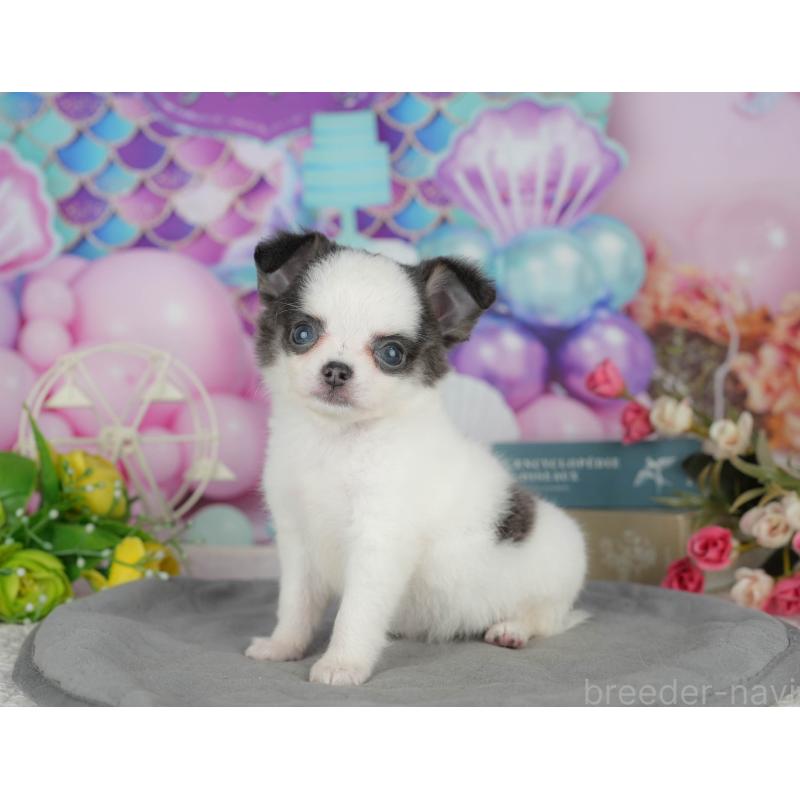 販売中の茨城県のチワワ(ロングコート)-425823の3枚目