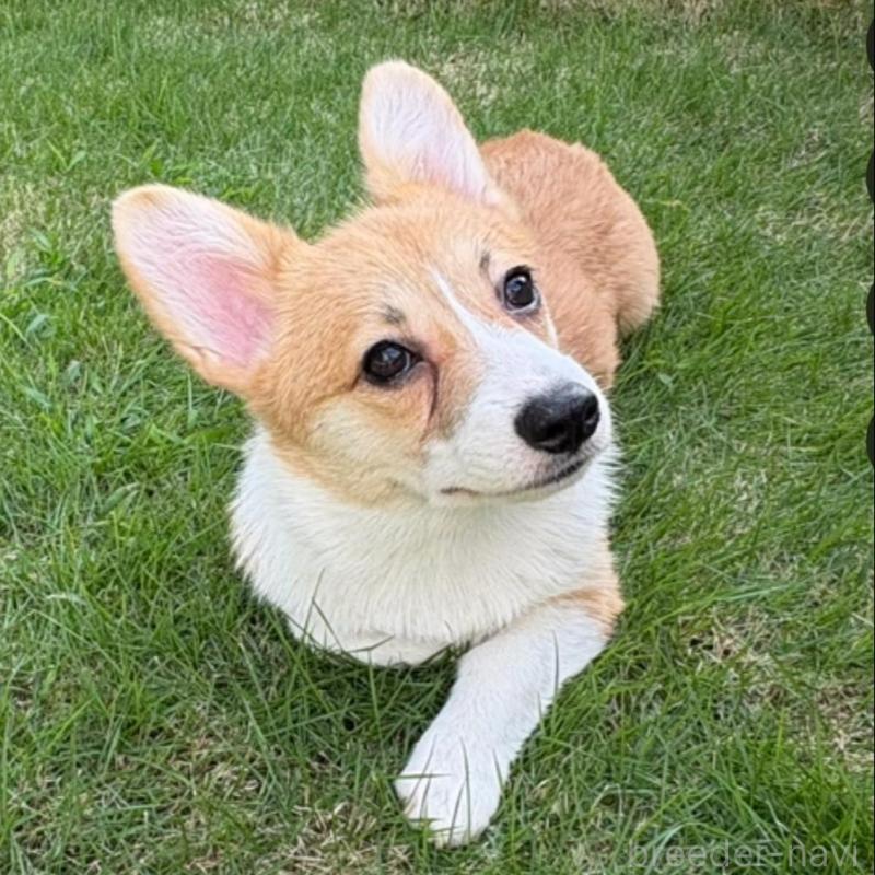 販売中の静岡県のウェルシュコーギーペンブローク-425822の1枚目