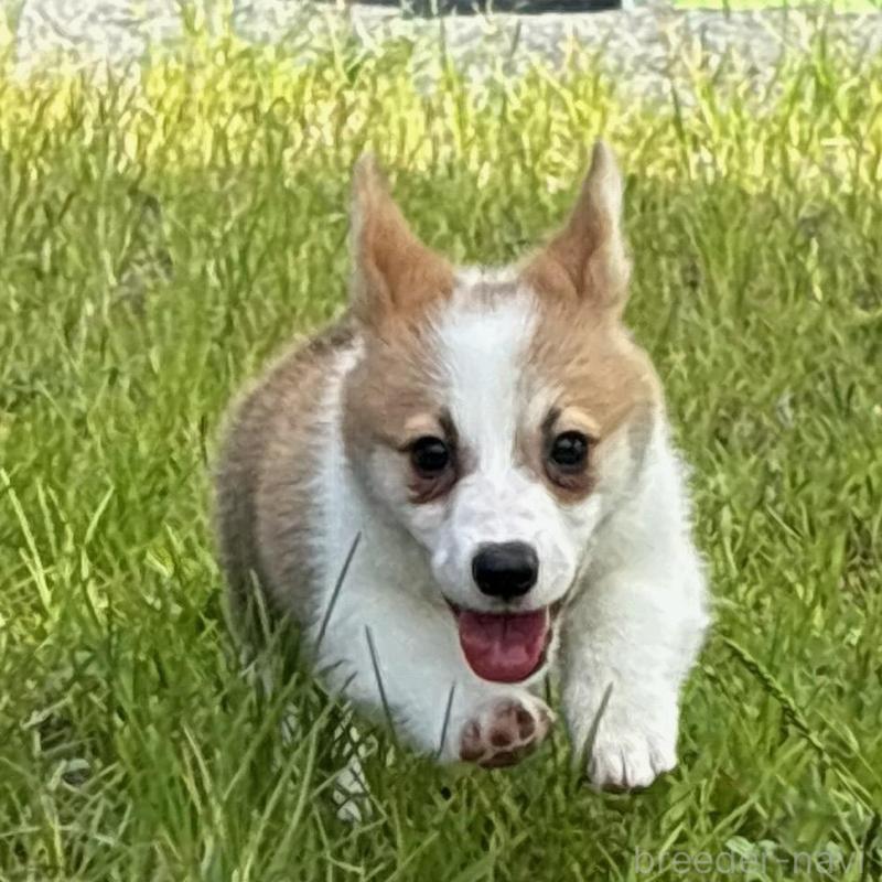 販売中の静岡県のウェルシュコーギーペンブローク-425822の6枚目