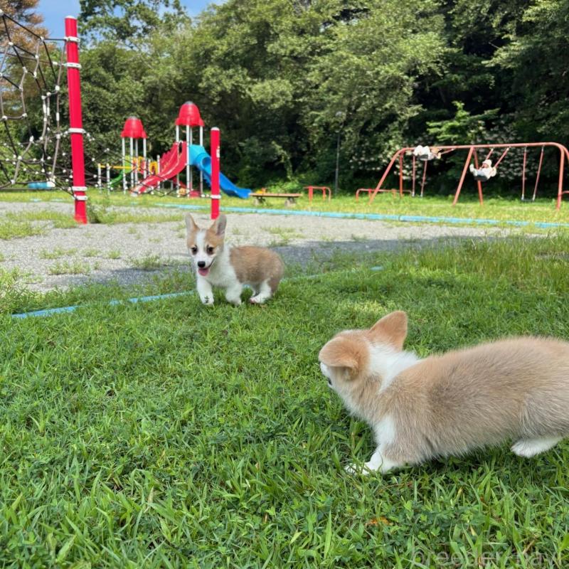 販売中の静岡県のウェルシュコーギーペンブローク-425822の5枚目