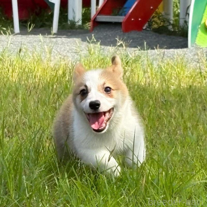 販売中の静岡県のウェルシュコーギーペンブローク-425822の4枚目