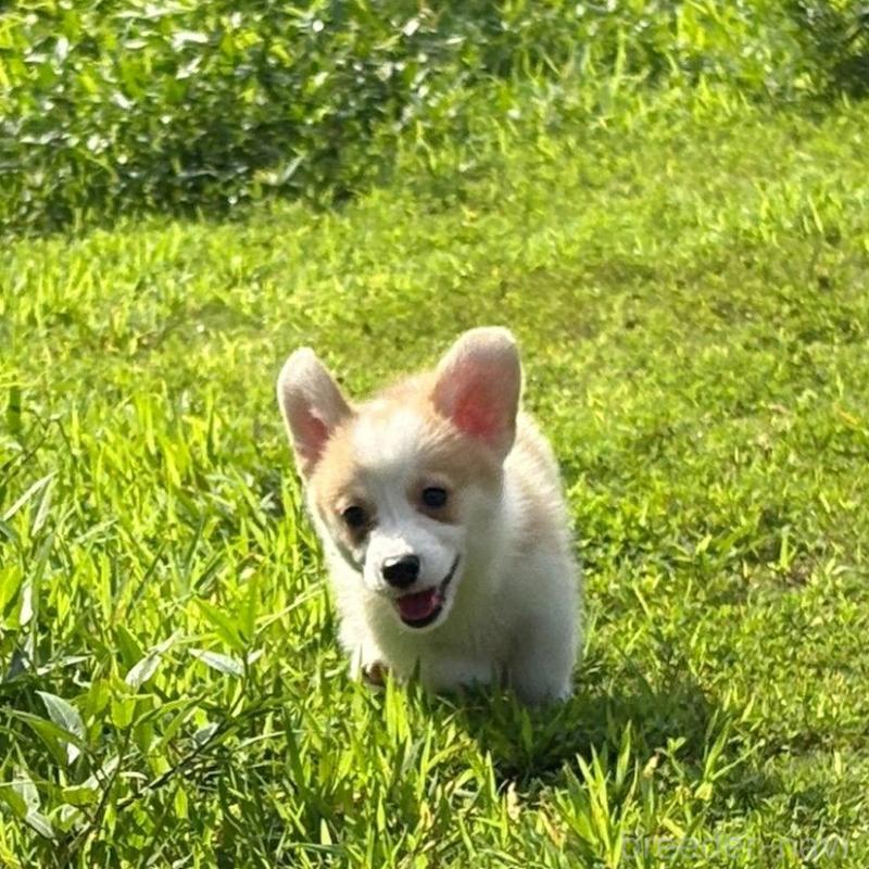 販売中の静岡県のウェルシュコーギーペンブローク-425822の3枚目