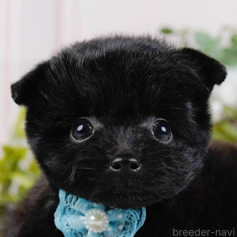 販売中の神奈川県のポメプー:ポメラニアン×トイプードル-425824の1枚目