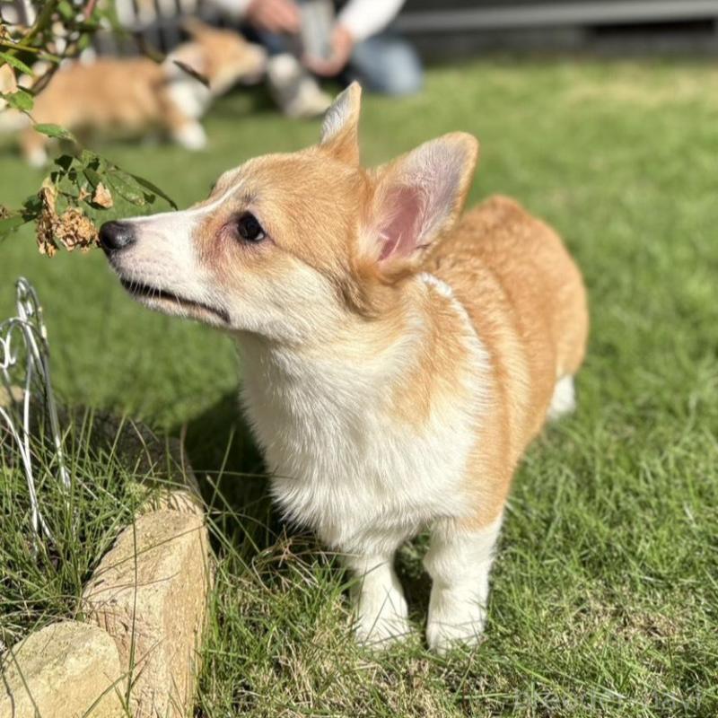 販売中の静岡県のウェルシュコーギーペンブローク-425822の2枚目