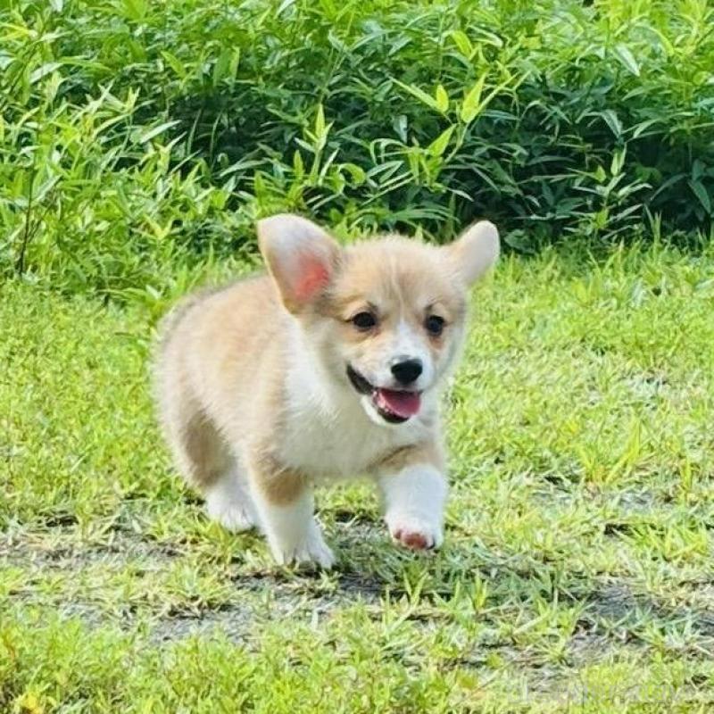 販売中の静岡県のウェルシュコーギーペンブローク-425825の11枚目