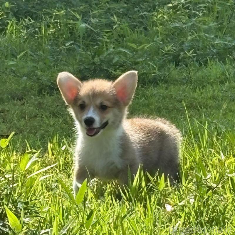 販売中の静岡県のウェルシュコーギーペンブローク-425825の9枚目