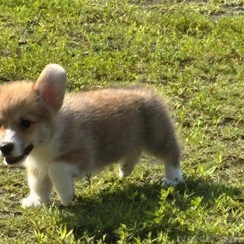 販売中の静岡県のウェルシュコーギーペンブローク-425825の8枚目