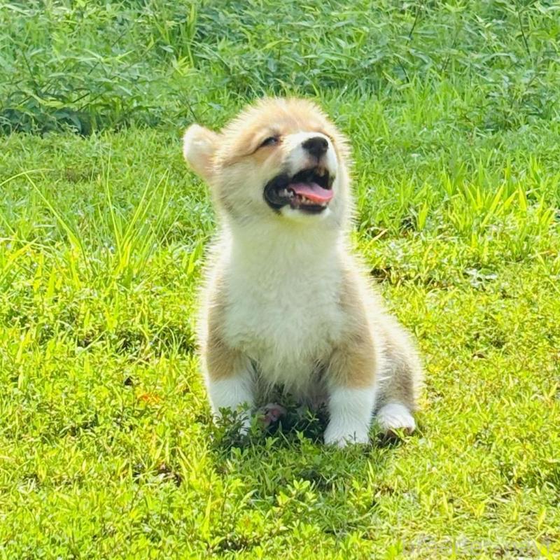 販売中の静岡県のウェルシュコーギーペンブローク-425825の7枚目