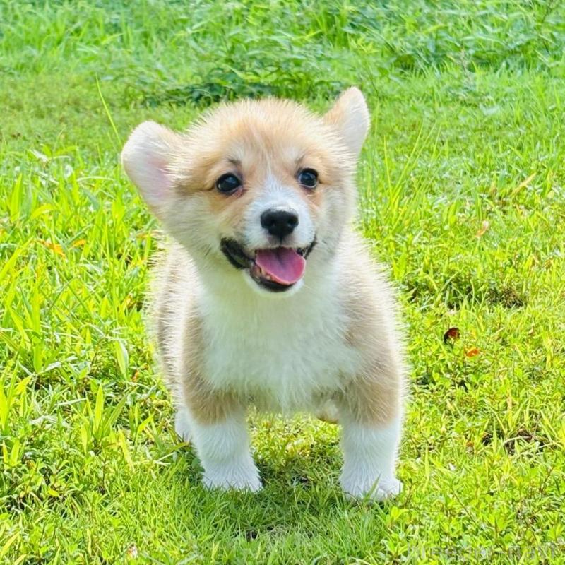 販売中の静岡県のウェルシュコーギーペンブローク-425825の6枚目