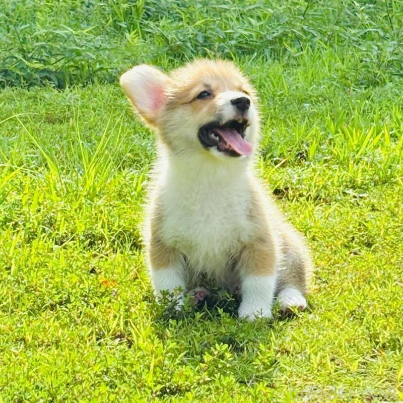 販売中の静岡県のウェルシュコーギーペンブローク-425825の4枚目