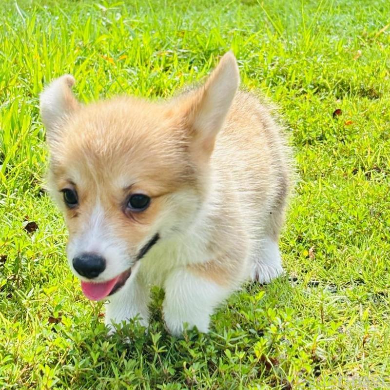 販売中の静岡県のウェルシュコーギーペンブローク-425825の2枚目